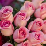 pink-blooming-roses-close-up_23-2148380916[1]